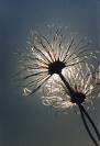 Sommerblume