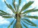 canxf1y3 Palme
