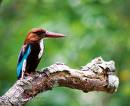 Eisvogel