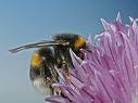 hummel Hummel
