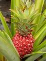 images72 Ananas