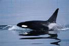whales Whales