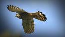 cacss1sf Adler