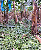 Chiquita Plantage