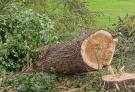 img13 Der letzte Baum?
