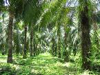 palmol-plantage Palmöl-Plantage
