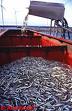 fischfang Fischfang