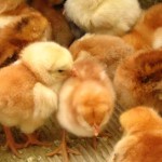 geflugel Geflügel