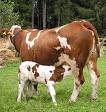 kalb Kalb