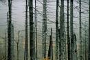 wald Wald
