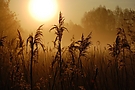 sonnenaufgang-im-sumpfgebiet-k2 Urwald