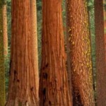 wald-a Wald