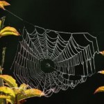herbst-netzt-1 Netzwerk