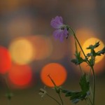 stadt-blume-1 Stadtblumen