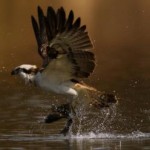 fisch-adler-2a Fischadler