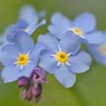vergim-2 Blumen