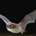 fledermaus-1a Fledermaus