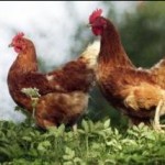 huhn-a1 Huhn