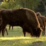 Wisent