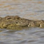 Krokodil 1 a Krokodil