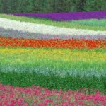 blumen-feld1 a Blumenfeld