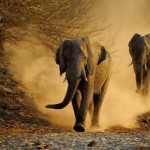 Elefanten afrika a 1 Elefant