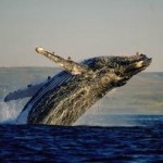 wal1 a Wale