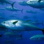 thunfisch aa Thun
