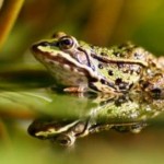 Frosch