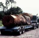 Palm 1 Holz