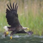 Seeadler