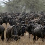 Serengeti 1 Serengeti