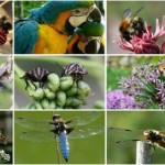 Tierwelt