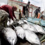 tunfisch1 Thun