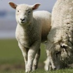 Schaf 1 Schafe