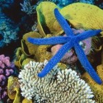 reef