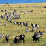 Serengeti