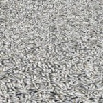 Fisch