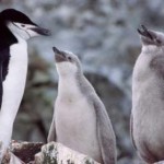 Pinguin