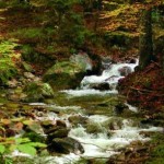 Wald