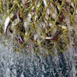Fischfang