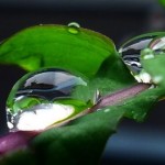 Regen