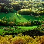 Wald