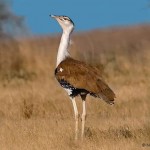 Vogel