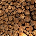Holz