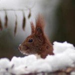im Schnee