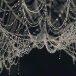 Netz