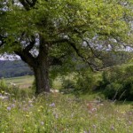 Wiese2