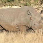 nashorn1