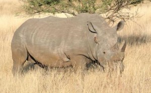 nashorn1